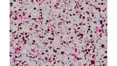 Matte Color Chunky Glitter Paper