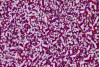 P232307