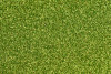 P109209C  Lime