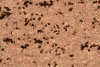 P223317C  Chocolate