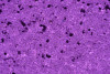 P223327C  Indigo